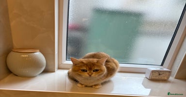 British Shorthair cats - Advert 5