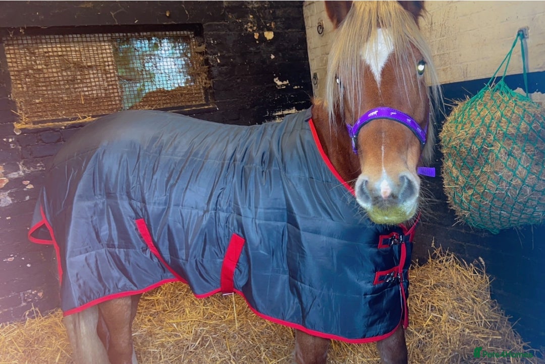 Welsh Section D horses for sale: Stitch  - Advert 2