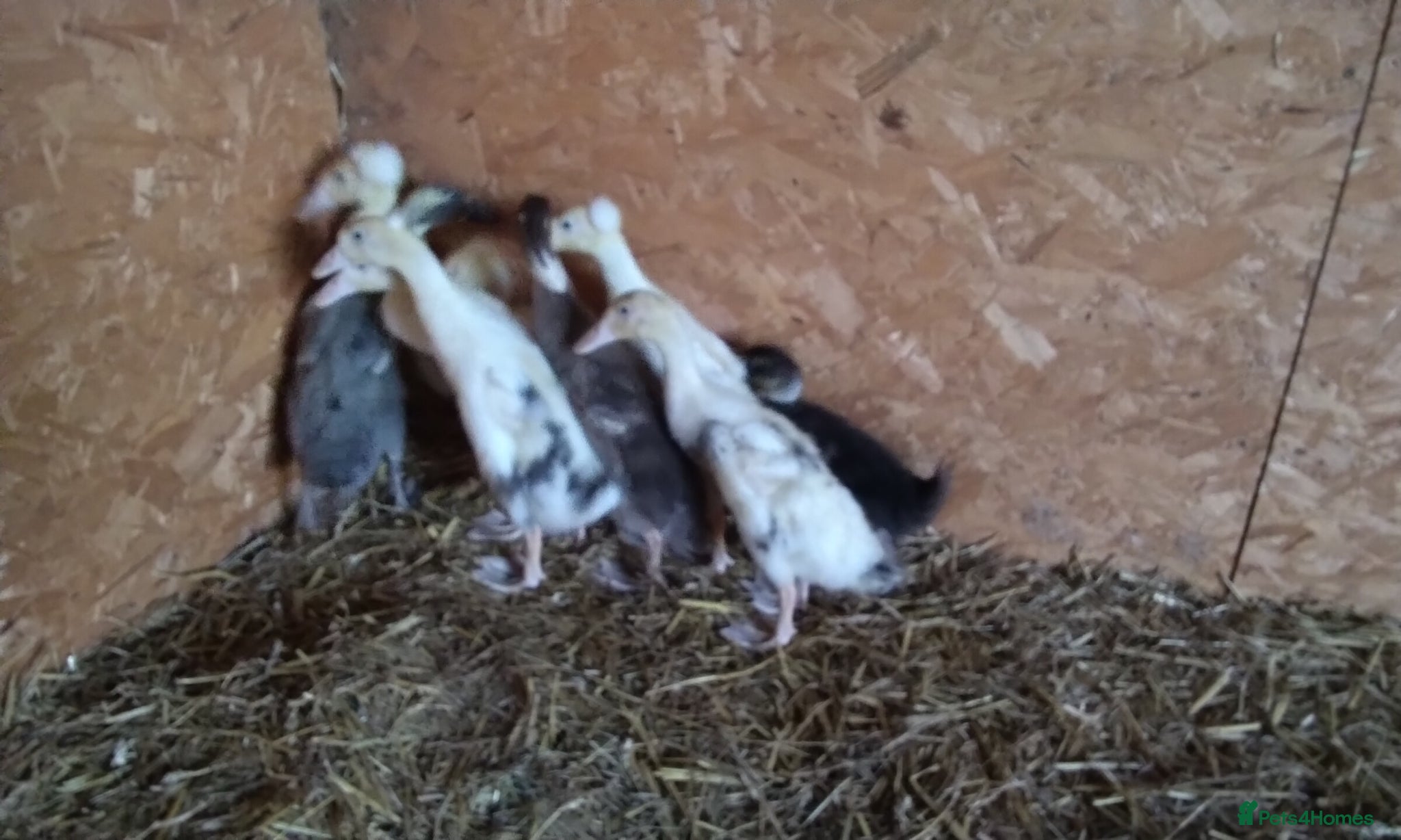 Ducks poultry Indian runner ducklings for sale - Advert 15