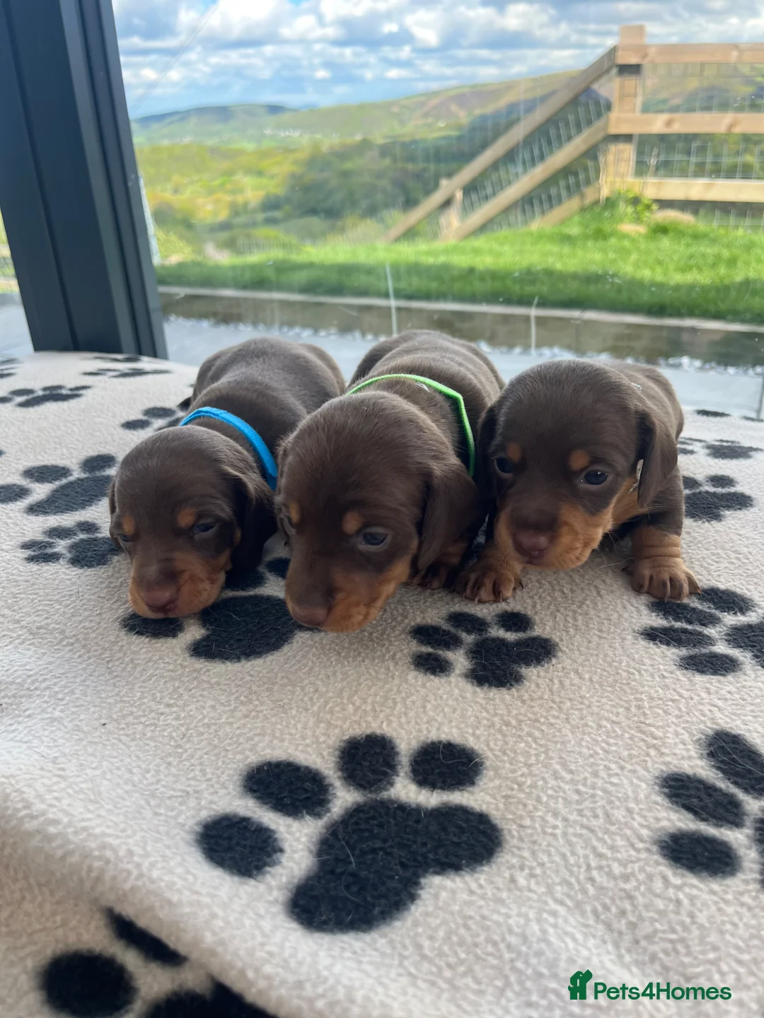 Miniature Dachshund dogs for sale: 🐶 beautiful mini Dachshunds 🐶  in Shrewsbury - Advert 1