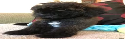 Shihpoo dogs for sale: shihpoo puppies for sale  - Advert 14