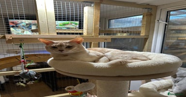 Abyssinian cats in Romford - Advert 4