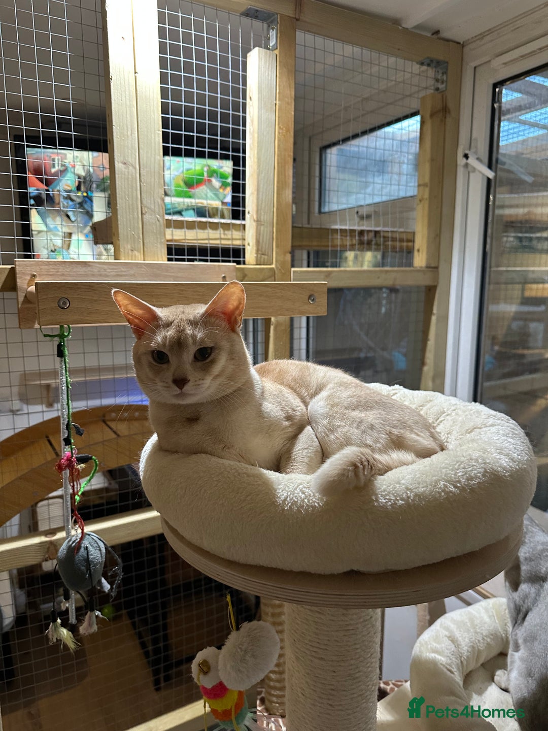 Abyssinian cats for stud: Champion lines Aby Red-Silver boy for stud in Romford - Image 2