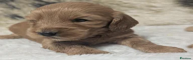 Cockapoo 8