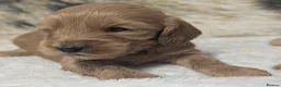 Cockapoo dogs for sale: Quality, DNA Health Clear F1 Cockapoo puppies - Advert 25