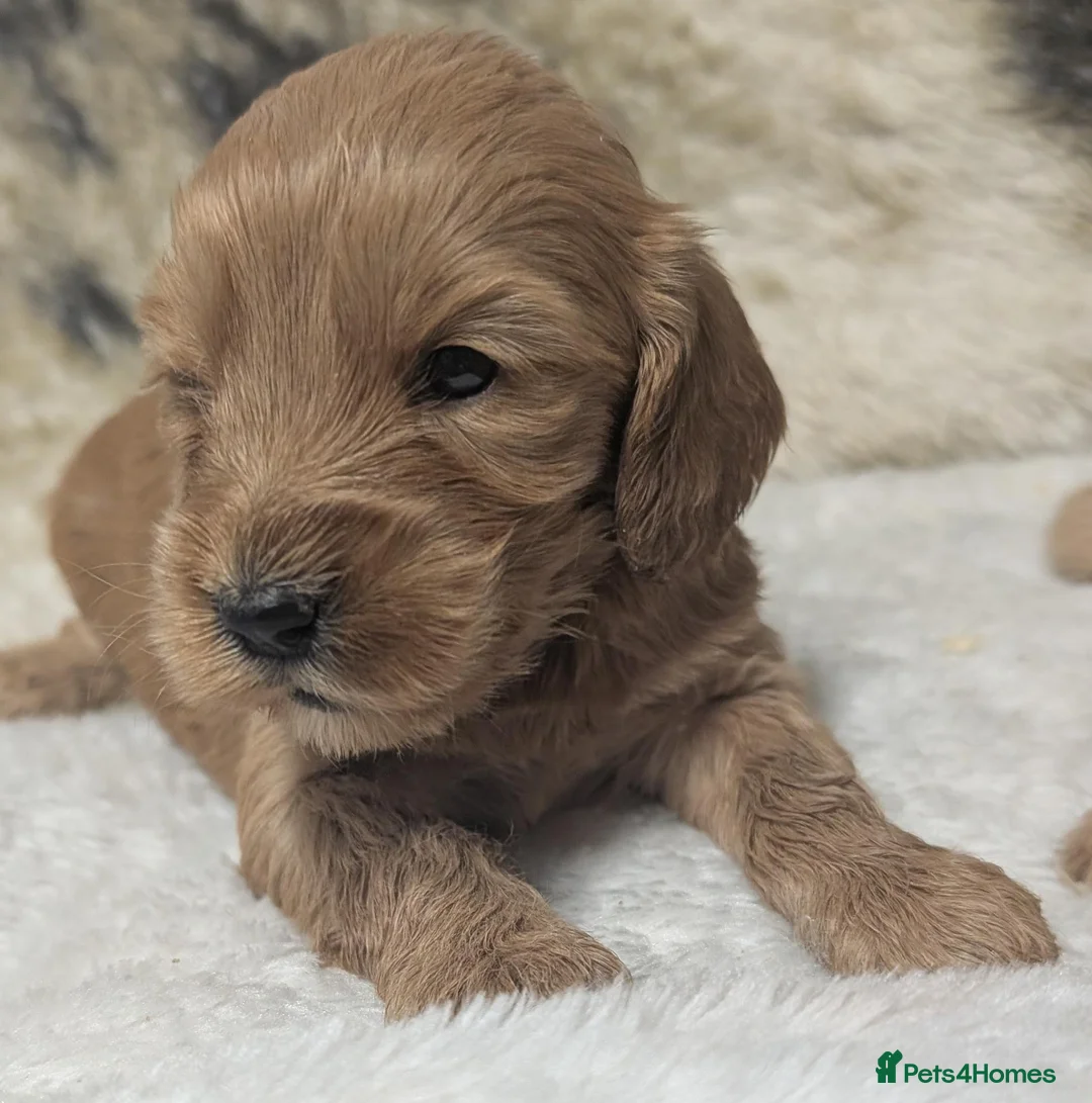Cockapoo dogs for sale: Quality, DNA Health Clear F1 Cockapoo puppies - Advert 25