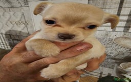 Chihuahua dogs for sale: Chihuahua  - Image 20