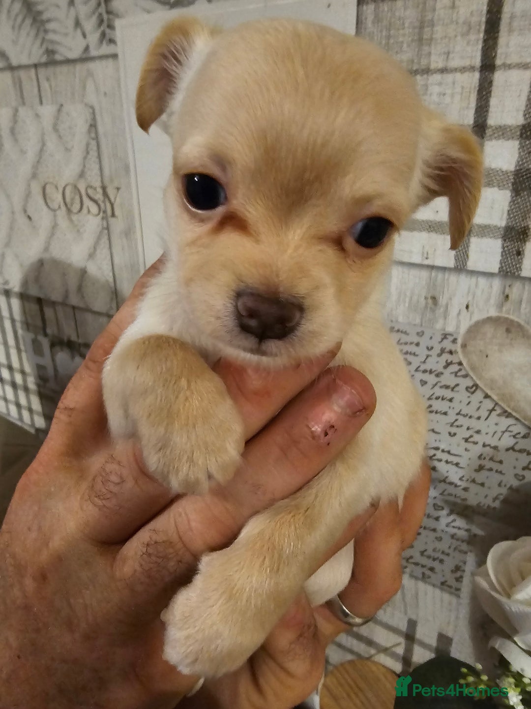 Chihuahua dogs for sale: Chihuahua  - Image 20