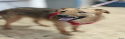 Mixed Breed dogs for adoption: ❤️🐶 MALTA – EASY TO LOVE, EASY TO LIVE WITH in Burton-on-Trent - Advert 8