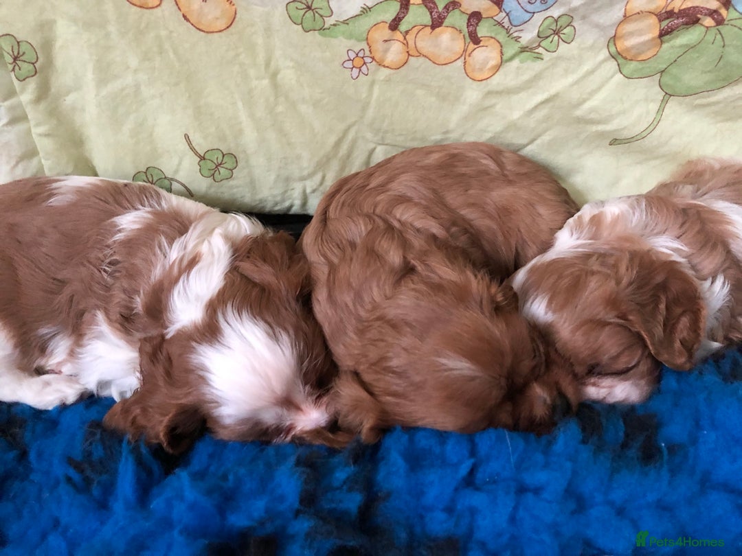 Cavalier King Charles Spaniel dogs for stud: Fully health tested proven Kc reg, multi gen clear in Wrexham - Image 21