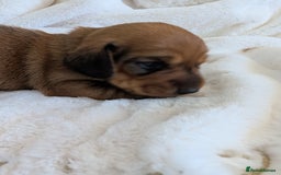 Miniature Dachshund dogs for sale: Smooth shaded red - Image 18