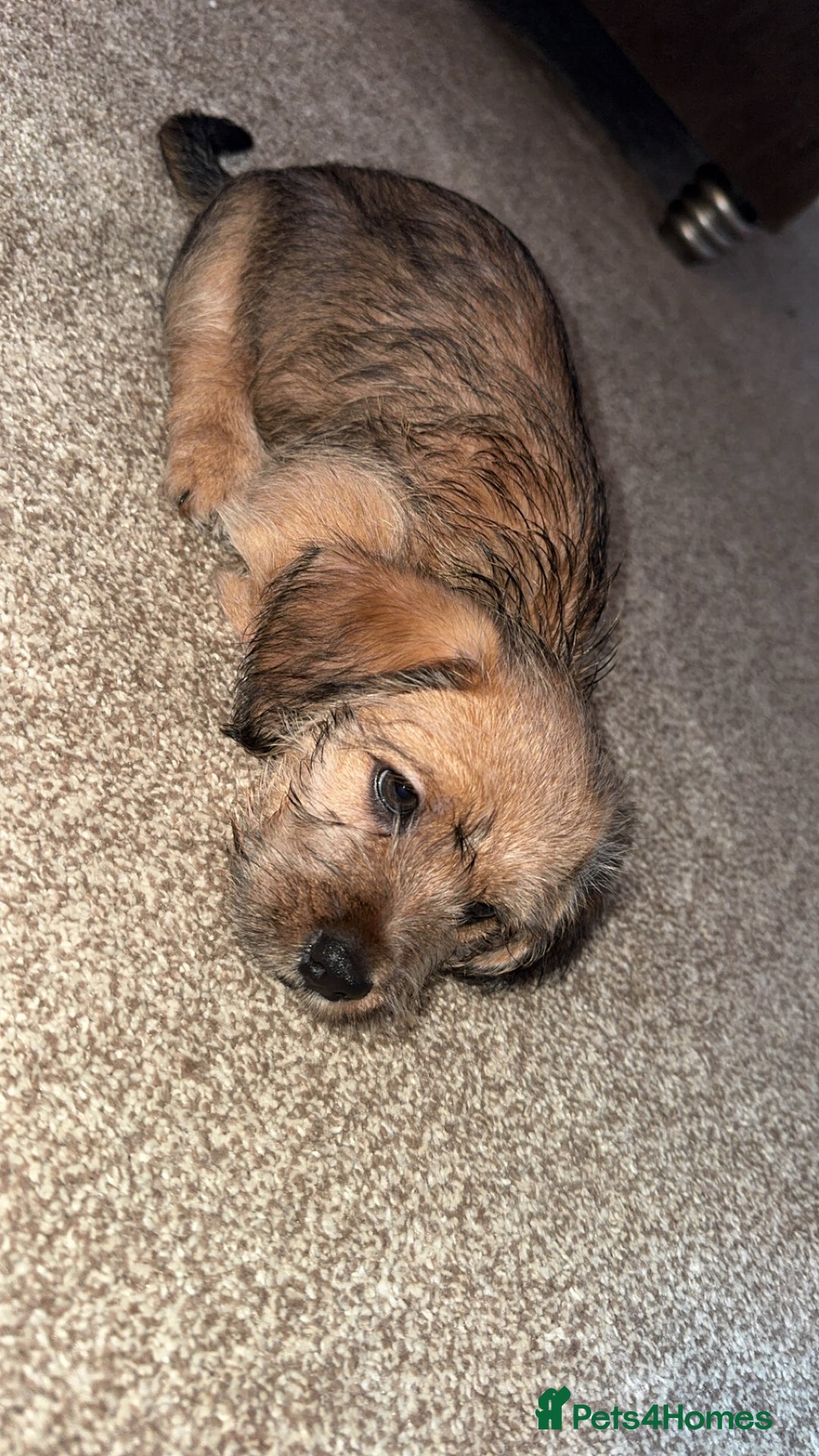 Mixed Breed dogs for sale: Dashi apso puppies  - Advert 7