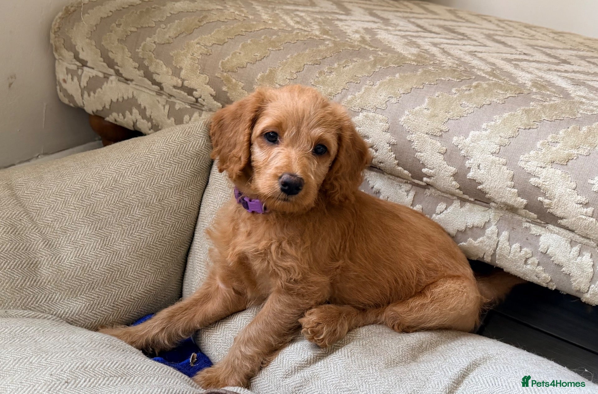 Labradoodle dogs Labradoodles 🐾NOW READY🐾 - Advert 18