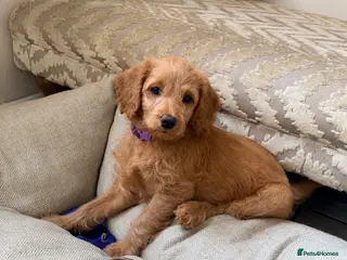 Labradoodle dogs Labradoodles 🐾NOW READY🐾 - Advert 18