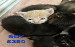Mixed Breed cats for sale: Beautiful kittens looking for their forever homes - Image 3