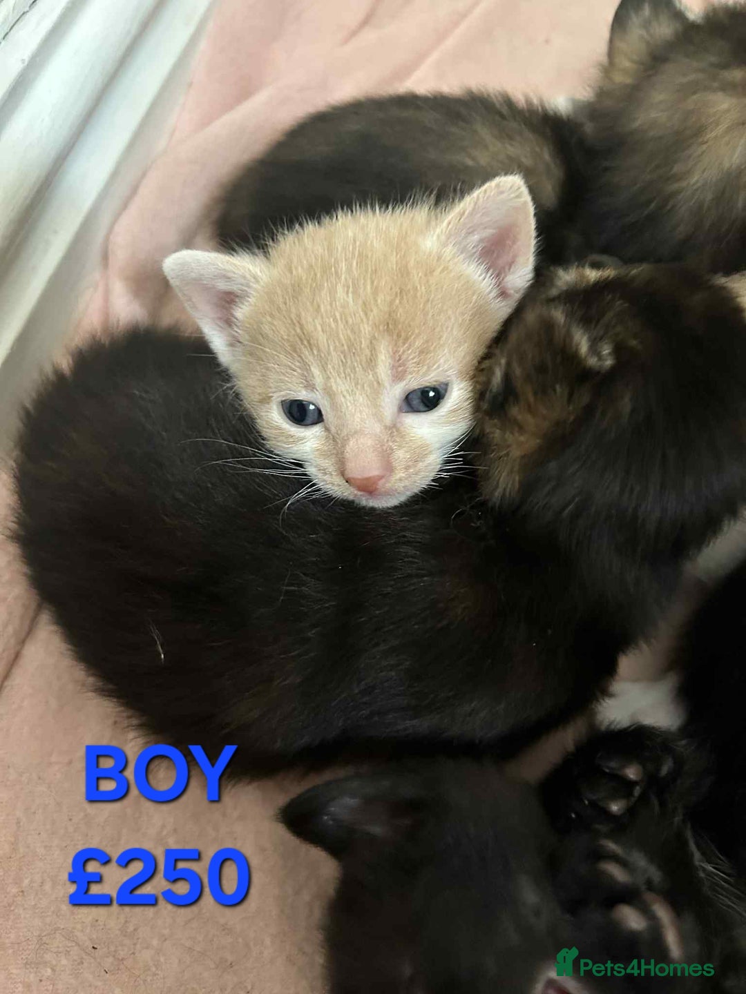 Mixed Breed cats for sale: Beautiful kittens looking for their forever homes - Image 3