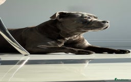 Staffordshire Bull Terrier dogs for stud: KC Registered Blue Staffy Stud–DNA Clear–Proven - Image 12