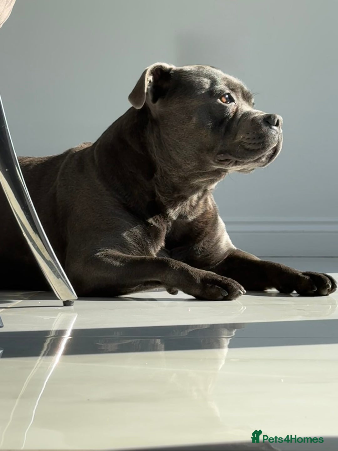 Staffordshire Bull Terrier dogs for stud: KC Registered Blue Staffy Stud–DNA Clear–Proven - Image 12