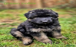 German Shepherd dogs for sale: German Shepherd Puppies - Image 28