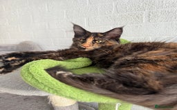 Maine Coon cats for sale: 2 GIRLS LEFT Purebred Maine Coon Kittens Blackburn - Image 2