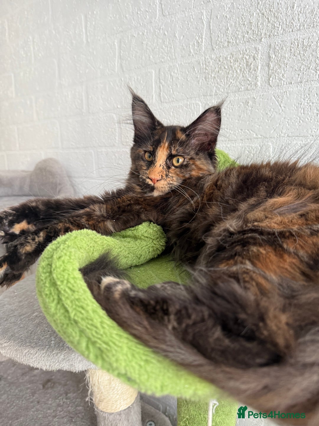 Maine Coon cats for sale: 2 GIRLS LEFT Purebred Maine Coon Kittens Blackburn - Image 2