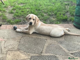 Labrador Retriever dogs Gorgeous, chunky pedigree Labrador puppy - Advert 5