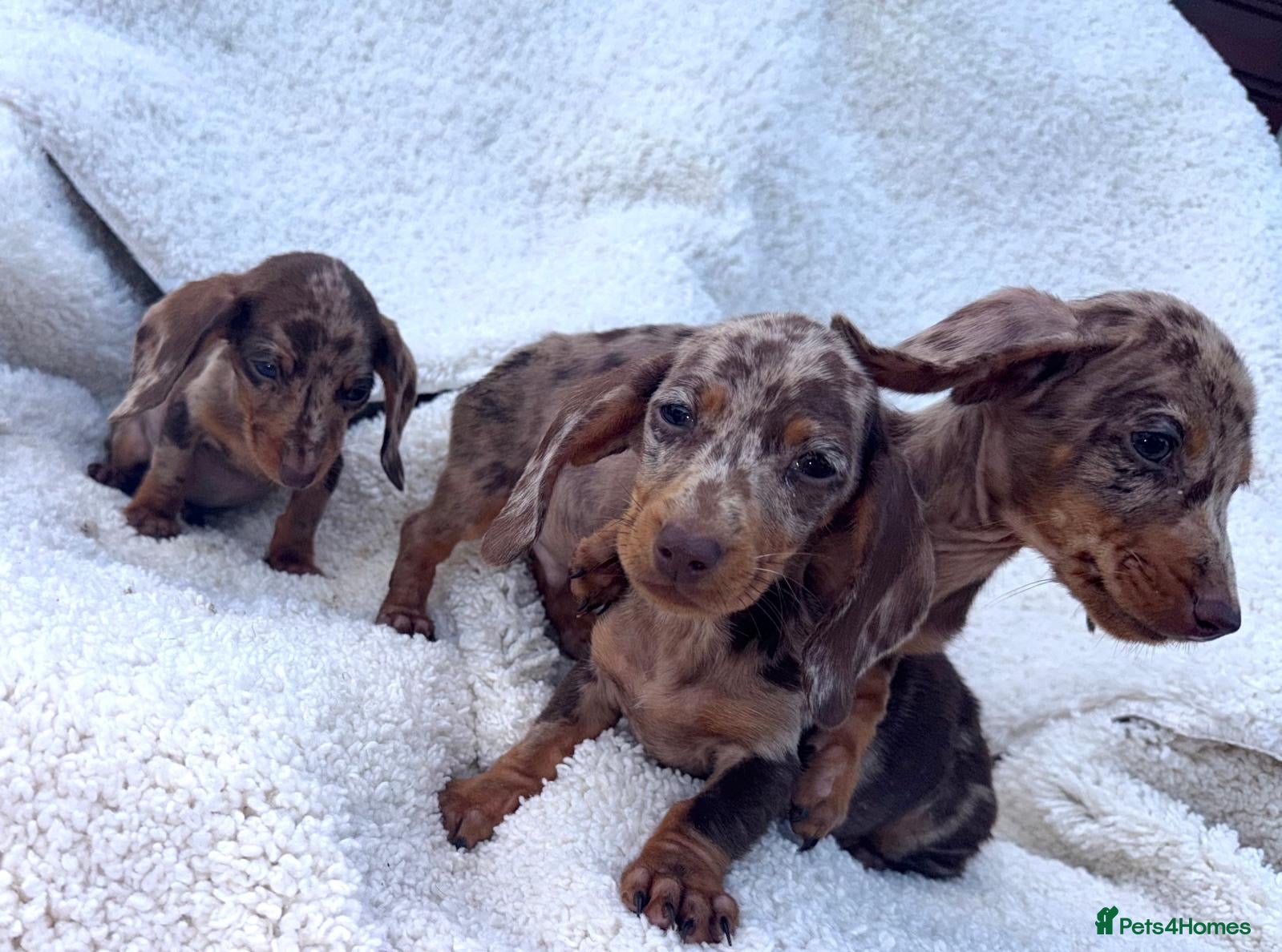 Dachshund dogs Ready to leave/ 2 girls one boy🐶🐶 - Advert 8