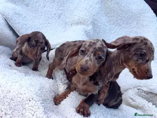 Dachshund dogs Ready to leave one dapple boy left🐶🐶 - Advert 1