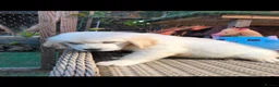 Golden Retriever dogs for sale: Beautiful golden retriever puppies  - Advert 14