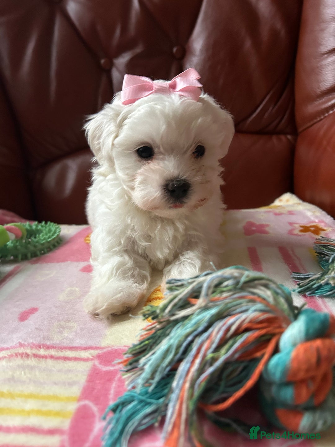 Maltese dogs for sale: Extra mini adorable pups in Bury - Image 8