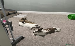 English Spot rabbits for sale: Bonded pair male and female around 4 years - Image 6
