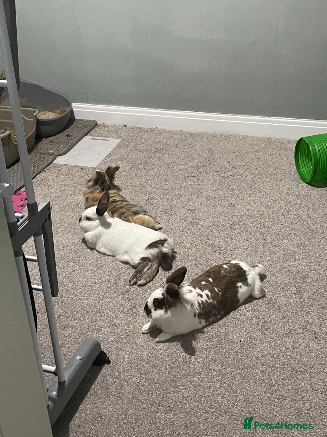 English Spot rabbits for sale: Bonded pair male and female around 4 years - Image 6