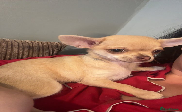 Chihuahua dogs - Advert 1