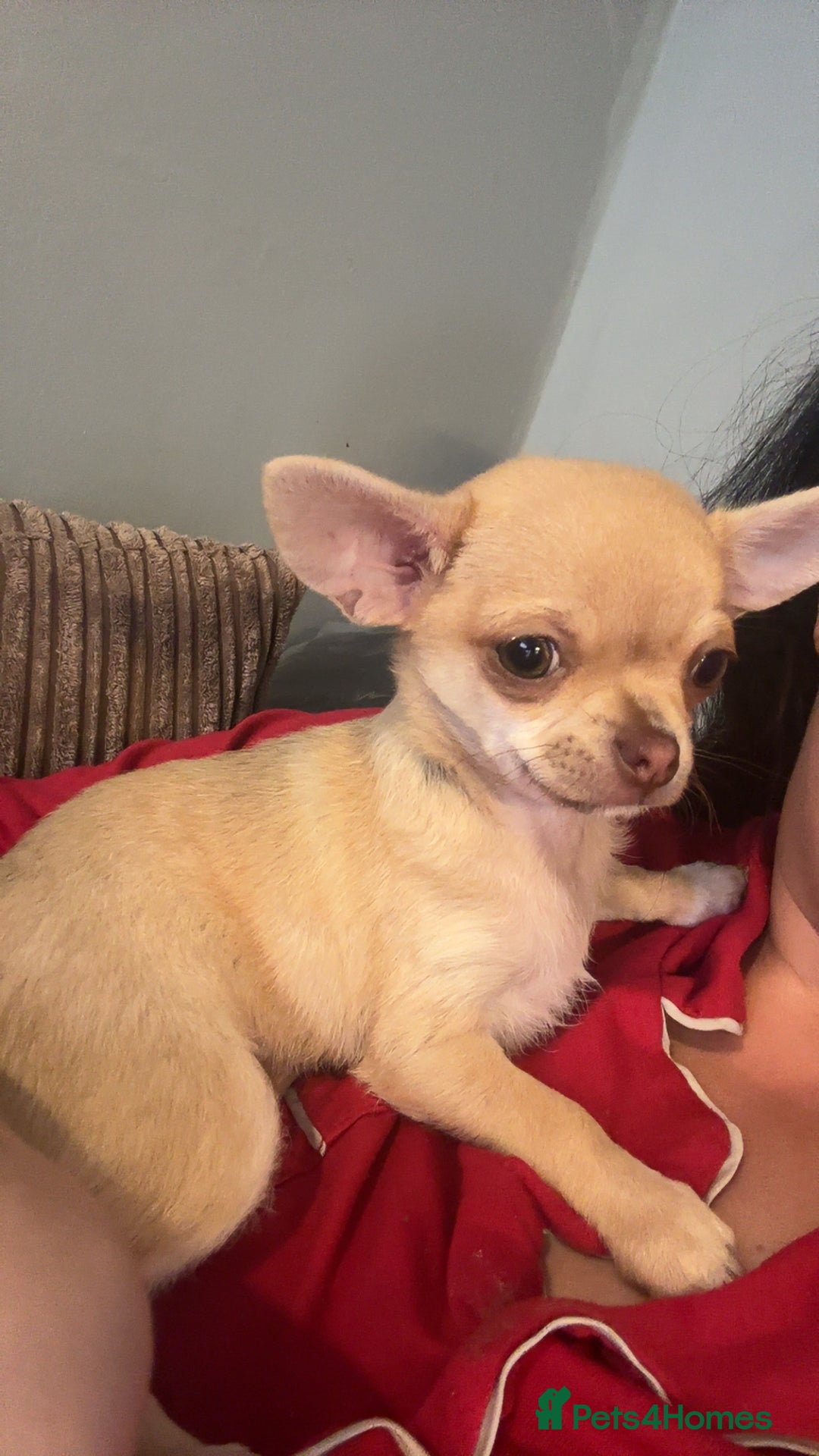 Chihuahua dogs for sale: XXS teacup chihuahua girl  - Image 1