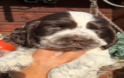 Cocker Spaniel dogs for sale: Show type cocker spaniel puppies  - Image 5