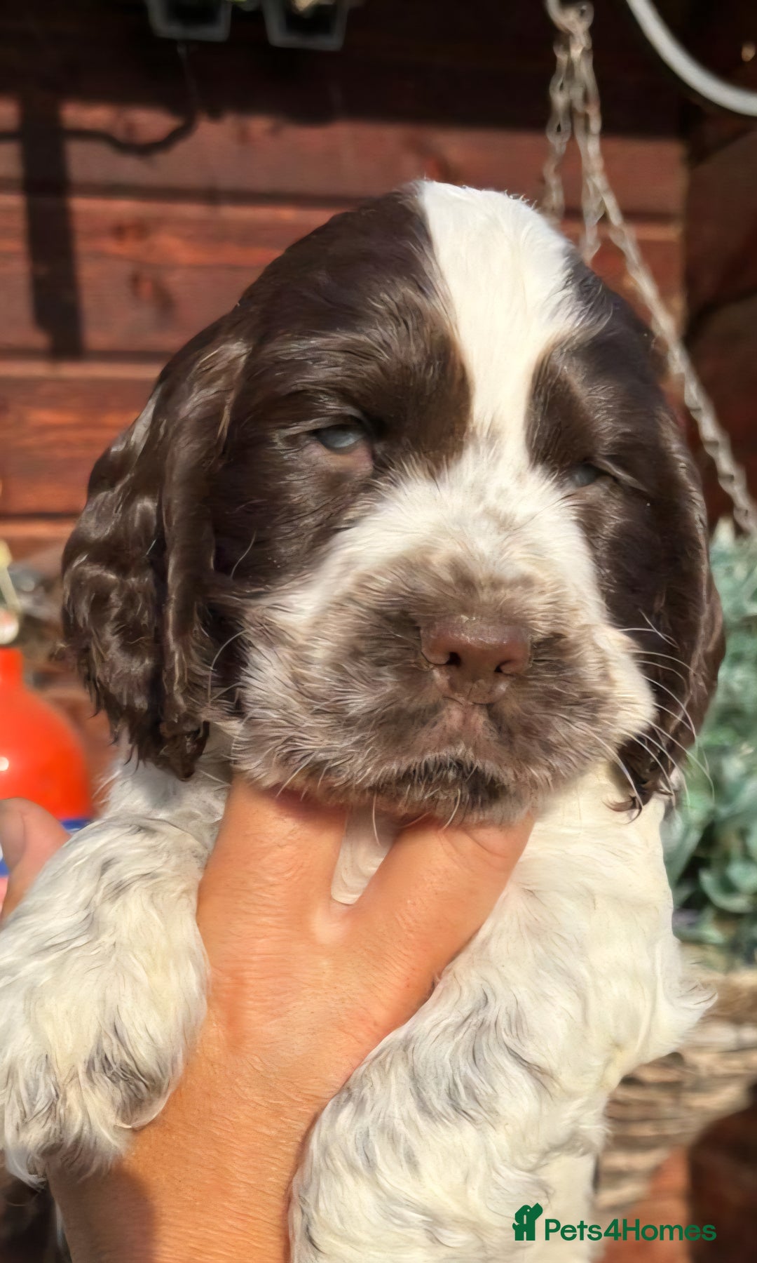 Cocker Spaniel dogs for sale: Show type cocker spaniel puppies  - Image 5