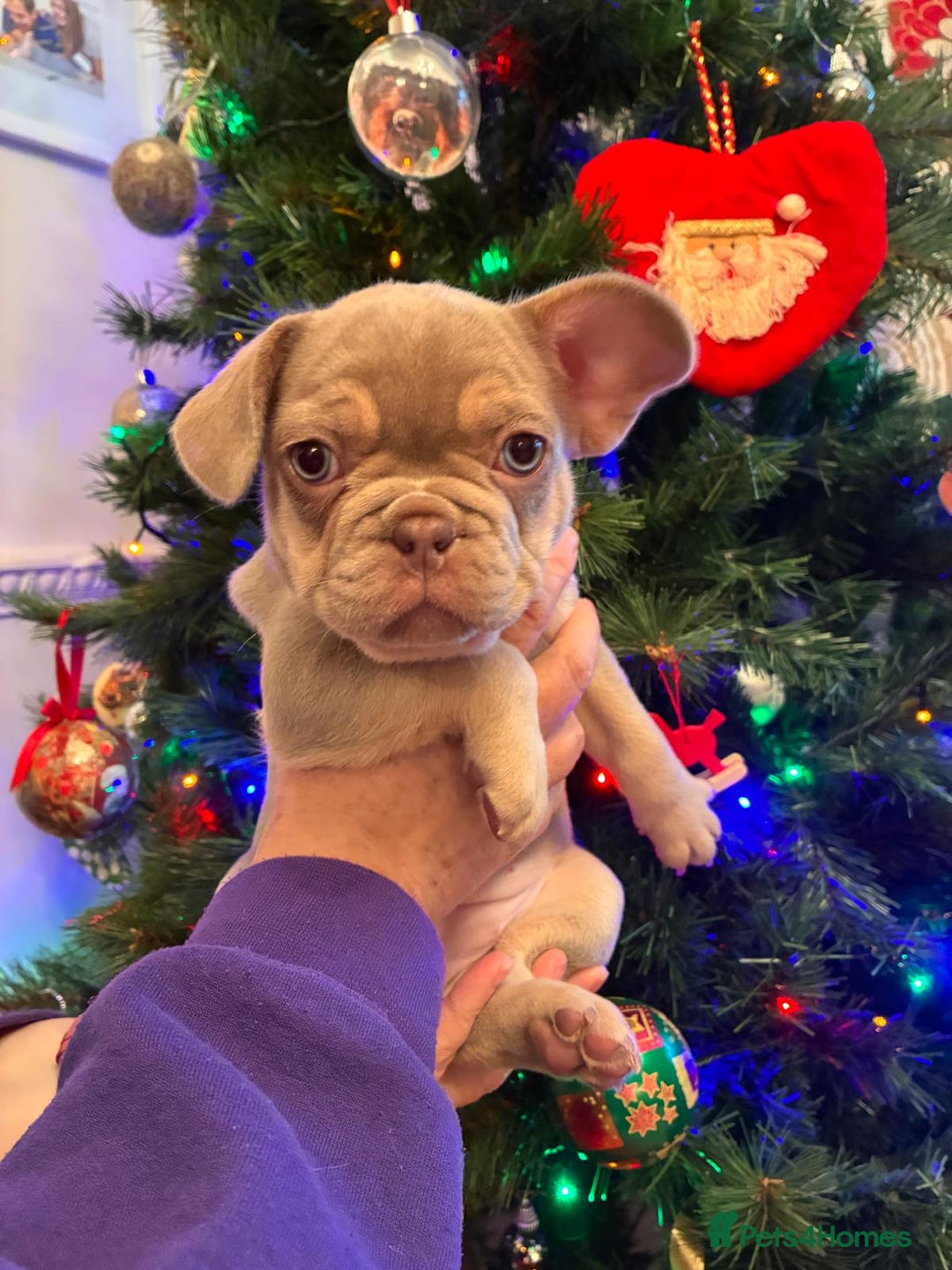 French Bulldog dogs for sale: KC Registered Beautiful French Bulldog Puppies - Advert 3