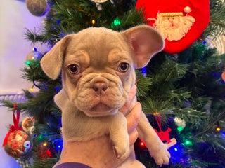 French Bulldog dogs KC Registered Beautiful French Bulldog Puppies - Advert 5