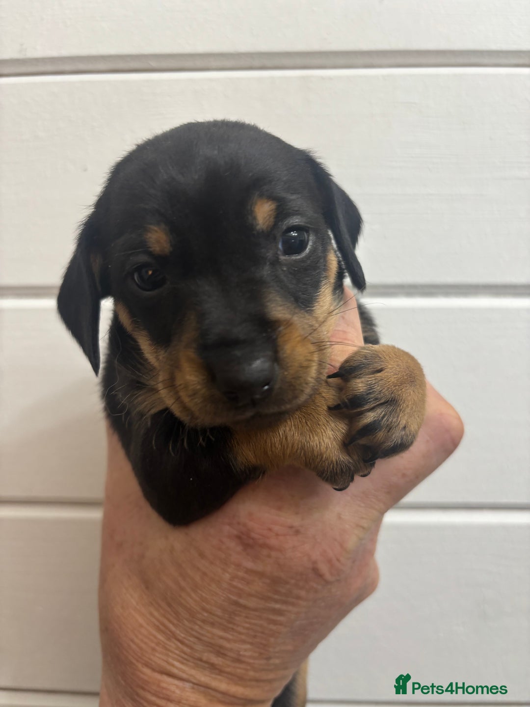Mixed Breed dogs for sale: Dachshund X  - Advert 11