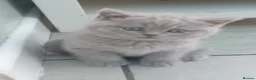 British Shorthair cats for sale: Beautiful British short-hair kittens  - Advert 20
