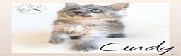 Maine Coon cats for sale: High Smoke, Smoke and Solid Pedigree Maine Coon’s - Advert 11