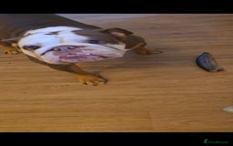 English Bulldog dogs for sale: Our little beauty  - Image 6