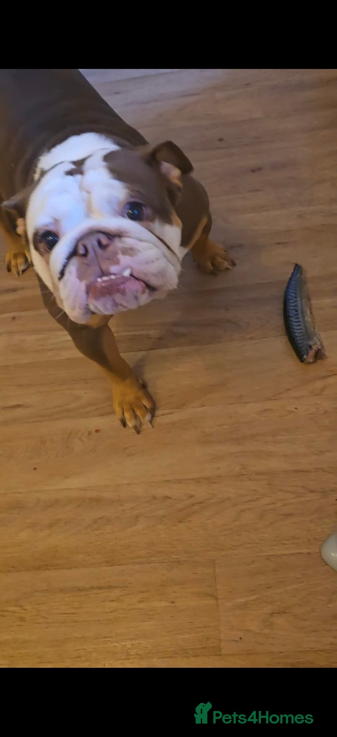 English Bulldog dogs for sale: Our little beauty  - Image 6
