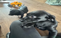 Labrador Retriever dogs for sale: Happy and playful Black Lab Puppies - Image 4