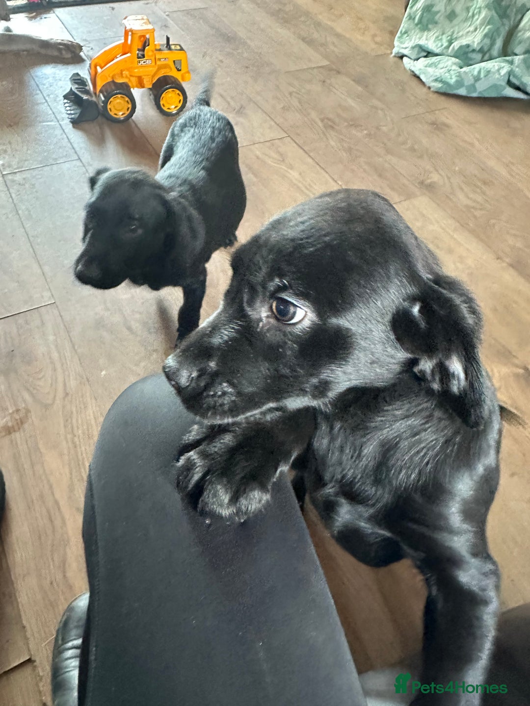 Labrador Retriever dogs for sale: Happy and playful Black Lab Puppies - Image 4