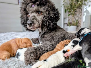 Cavapoo dogs ❤️F1 CAVAPOO BABIES❤️ HEALTH TESTED PARENTS!🐩 - Advert 1