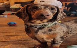 Dachshund dogs for stud: Stunning Dapple Standard Dachshund at Stud  - Image 1