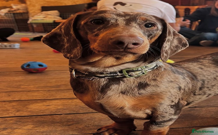 Dachshund dogs - Advert 7
