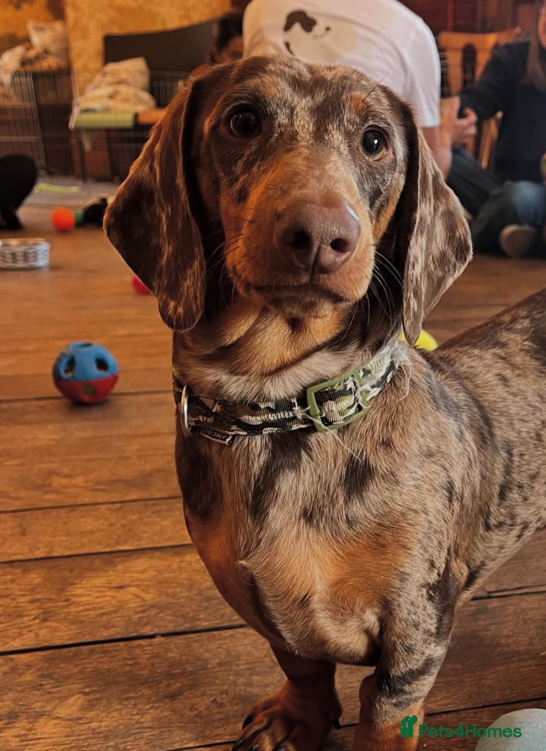 Dachshund dogs for stud: Stunning Dapple Standard Dachshund at Stud  - Image 1