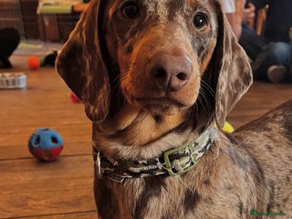 Dachshund dogs - Advert 20